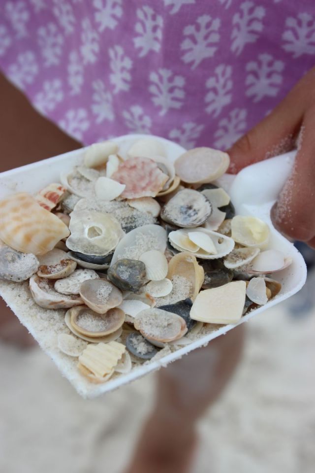 Seashell hunting always keeps us occupied. That shirt is from (last year) Rickshaw Designs if you are wondering. :) Seashell hunting always keeps us occupied. That shirt is from (last year) Rickshaw Designs if you are wondering. :)