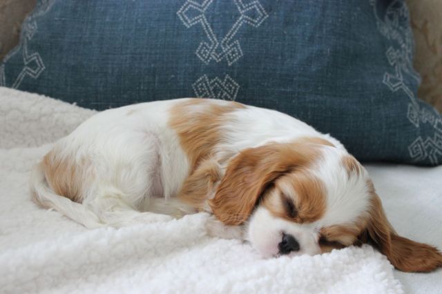 Just like a newborn, she sleeps alot. In fact, she is sleeping while I am writing this.