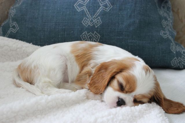 Just like a newborn, she sleeps alot. In fact, she is sleeping while I am writing this.