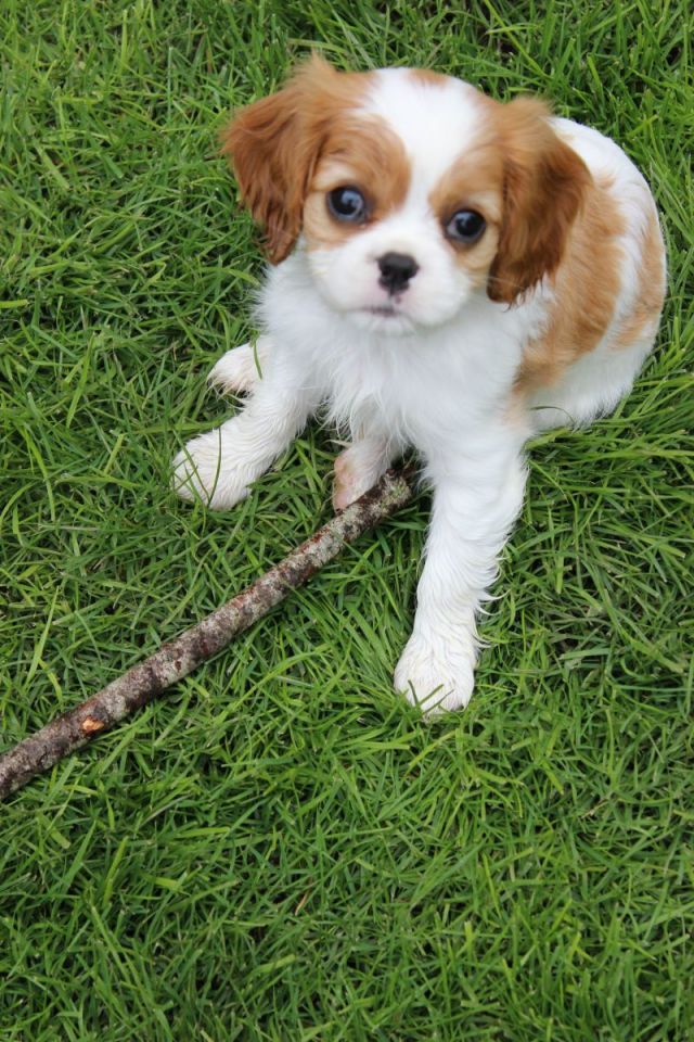 She prefers a stick over a ball, and my sons socks...just his socks....and feathers, and leaves, and flower head, so we have to watch really closely or she could get sick. Peonies are on the toxic to dogs list, oh no!