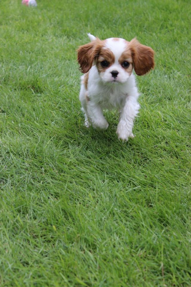 Wee Miss Piper. She may be little, but she runs like lightening.